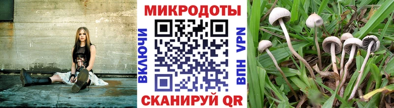 наркота  Почеп  Галлюциногенные грибы Psilocybine cubensis 